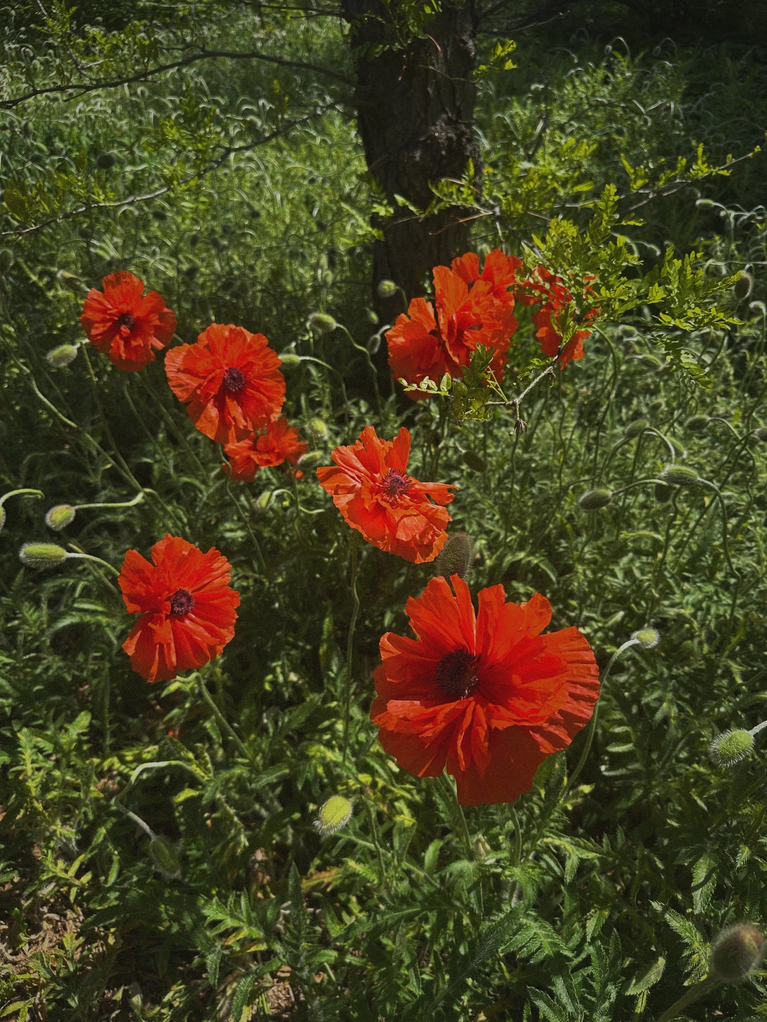 poppies in May