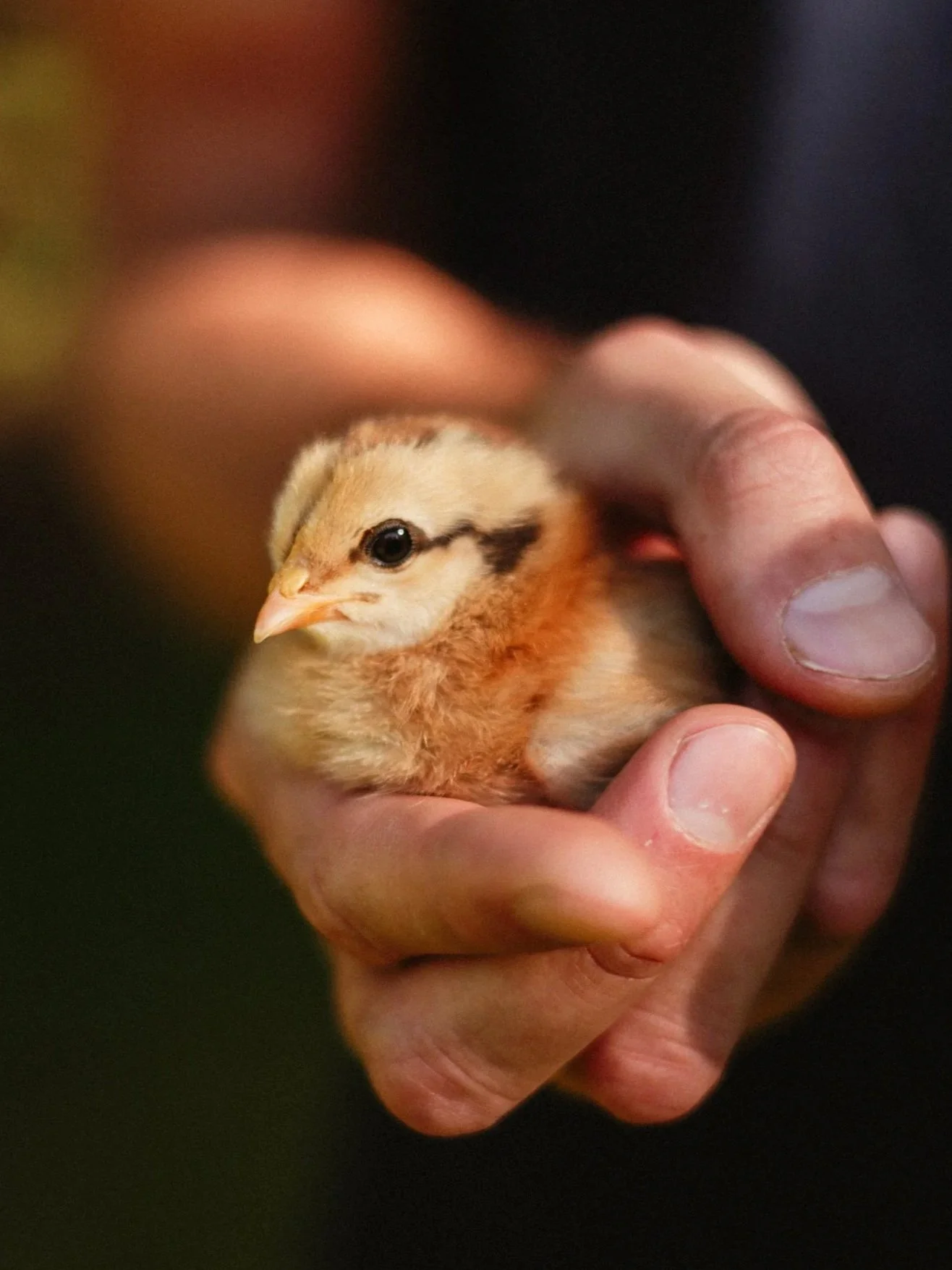 25-spring-chicks-17.jpg