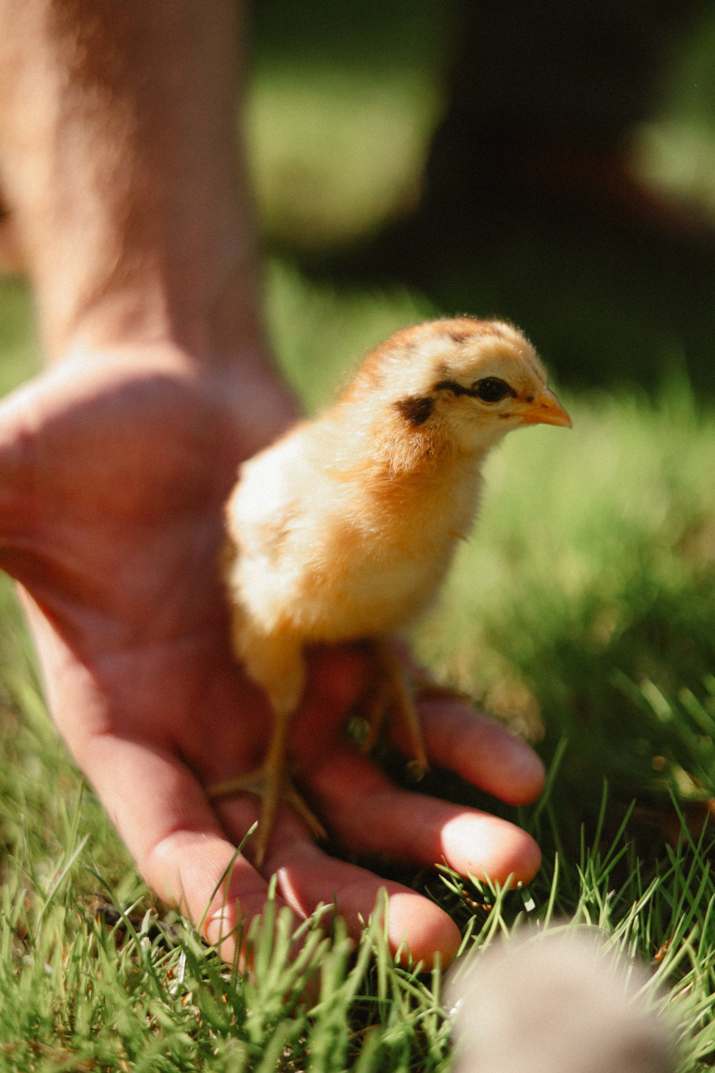25-spring-chicks-11.jpg