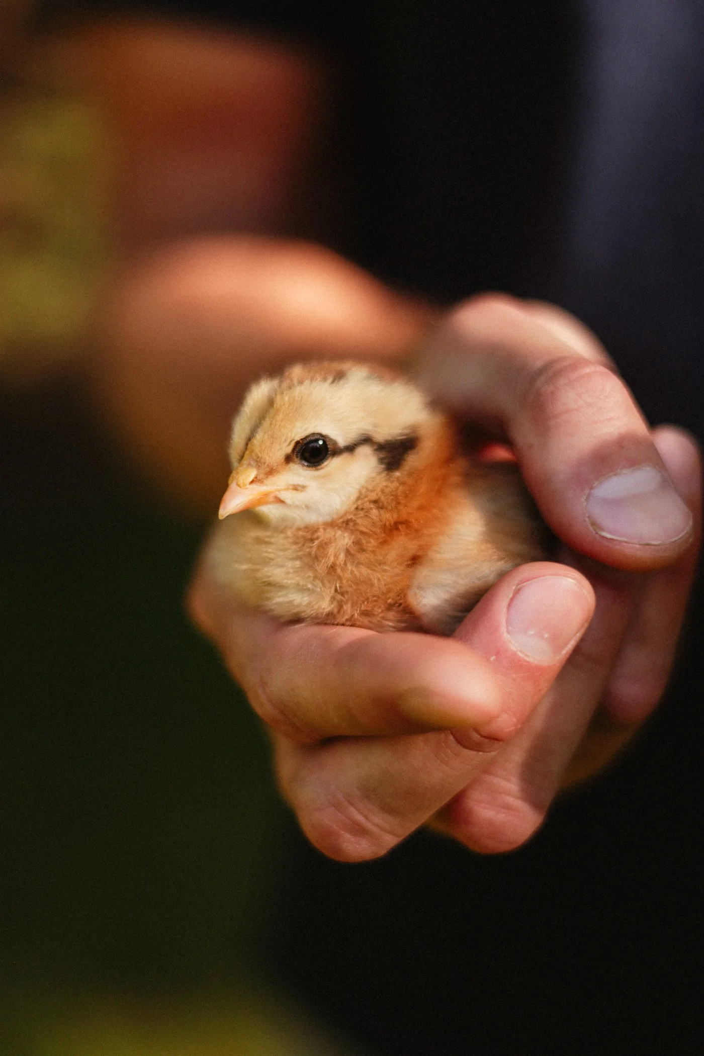 25-spring-chicks-17.jpg