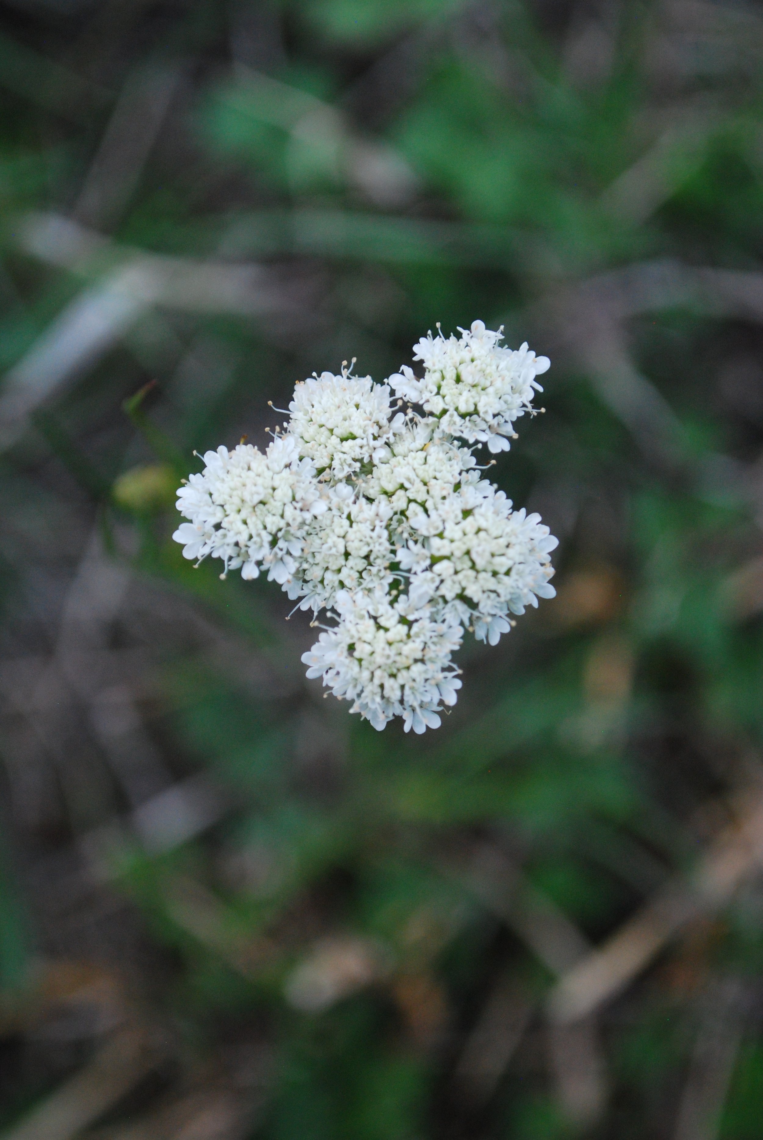 DSC_0161.JPG