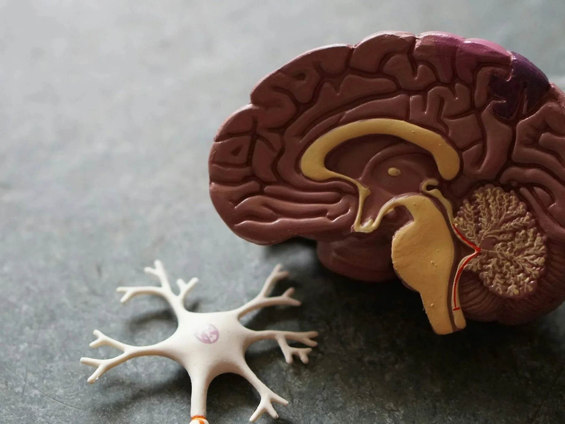 A plastic model of a human brain alongside a neuron diagram, illustrating how trauma rewires the nervous system's stress responses