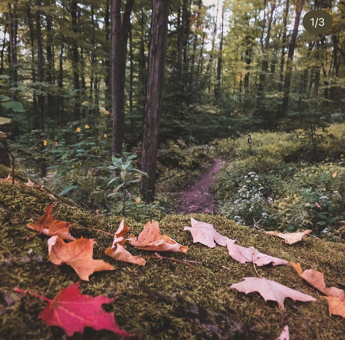 Meeting Fall