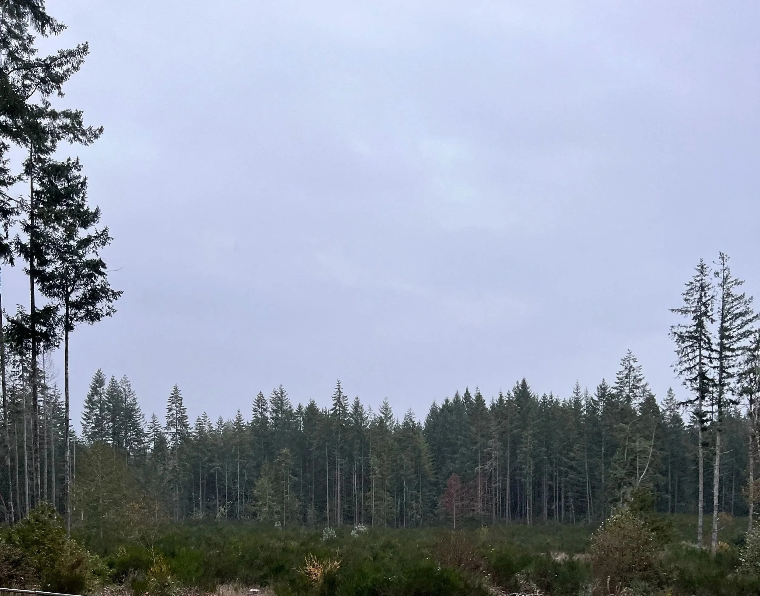 A forested landscape with tall pine trees and an overcast sky.