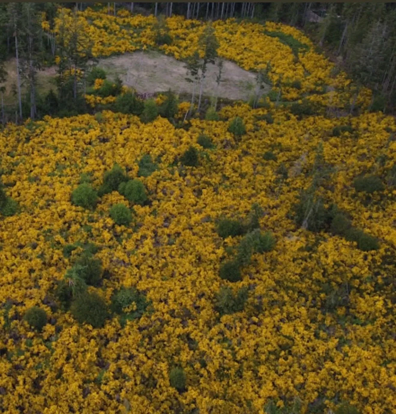 Aerial view of a forested hillside covered with vibrant yellow flowers, with a small cleared patch and sparse trees in the center, surrounded by tall dark green trees.