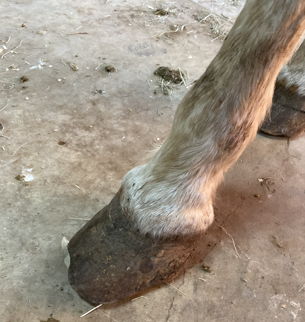 Nickered Molly — Rainfall Ranch Rescue