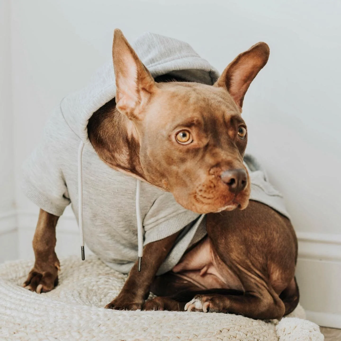 Meet my newest studio member Ginger! despite gingers lack of opposable thumbs &amp; need to chew absolutely everything, she is a huge help around the studio &amp; we&rsquo;re blessed to have her! welcome aboard ginger-sauce🥕

#rescued
#thesauce
#hou