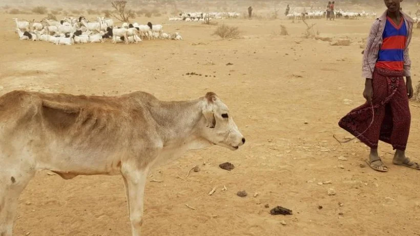 Der vergessene Kontinent? Thunberg wirbt für Klimakampf in Afrika