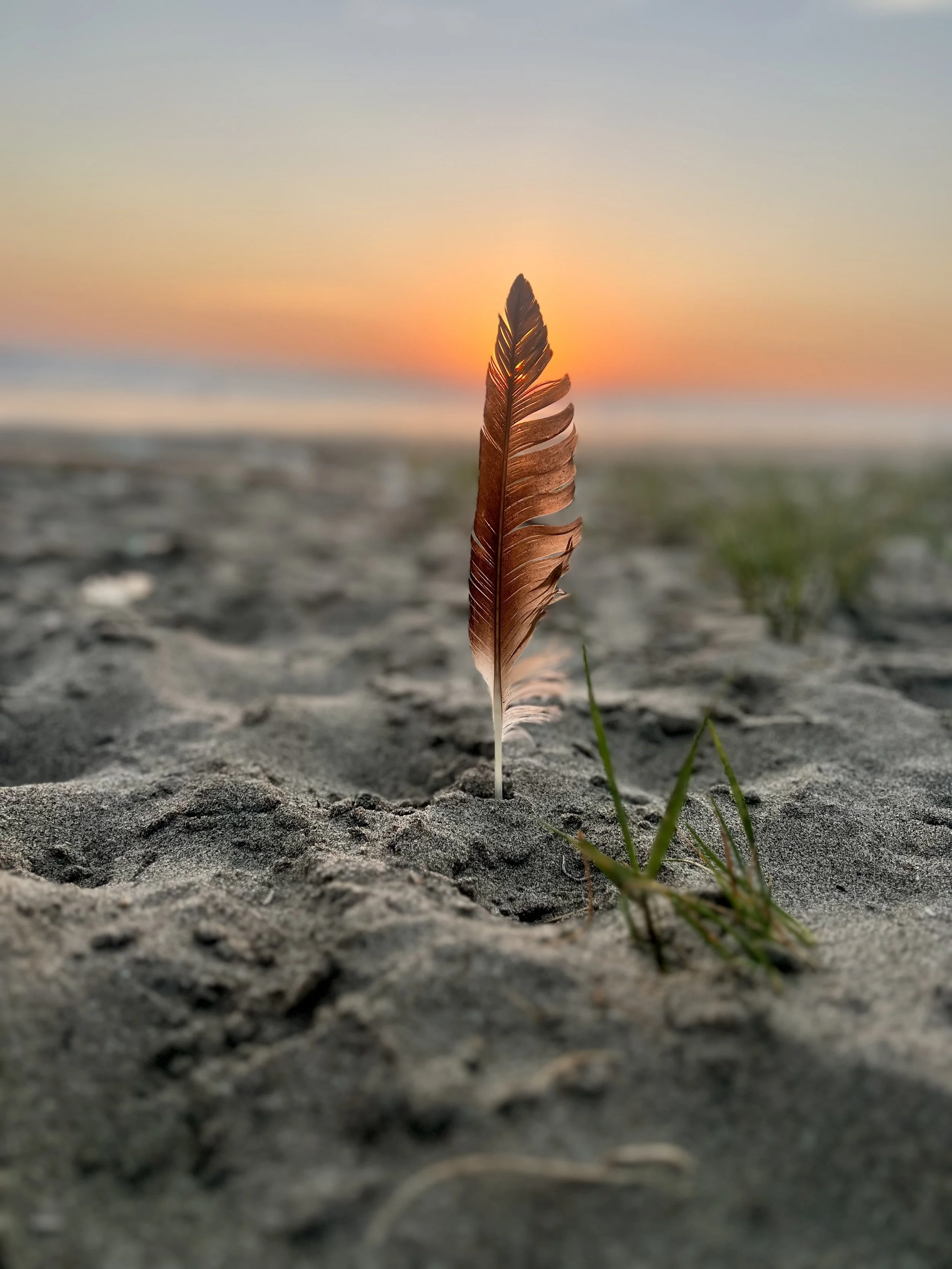 A dried brown feather standing upright in sandy ground on a beach during sunset with a blurred horizon and a few small green plants nearby.