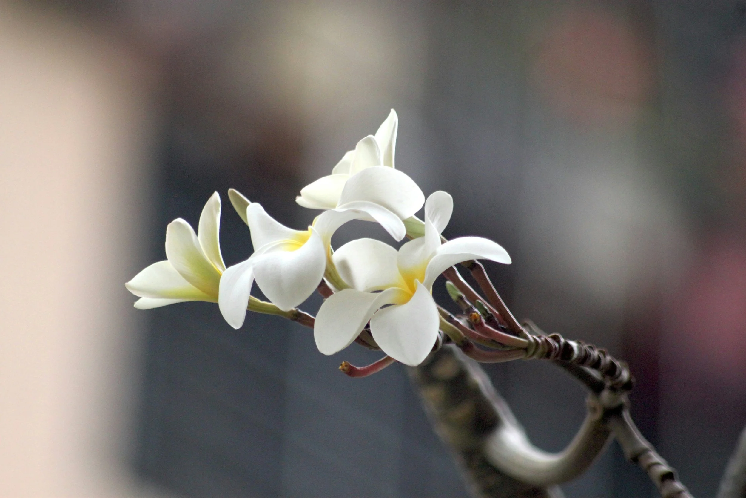 Abundance: My 2026 Word