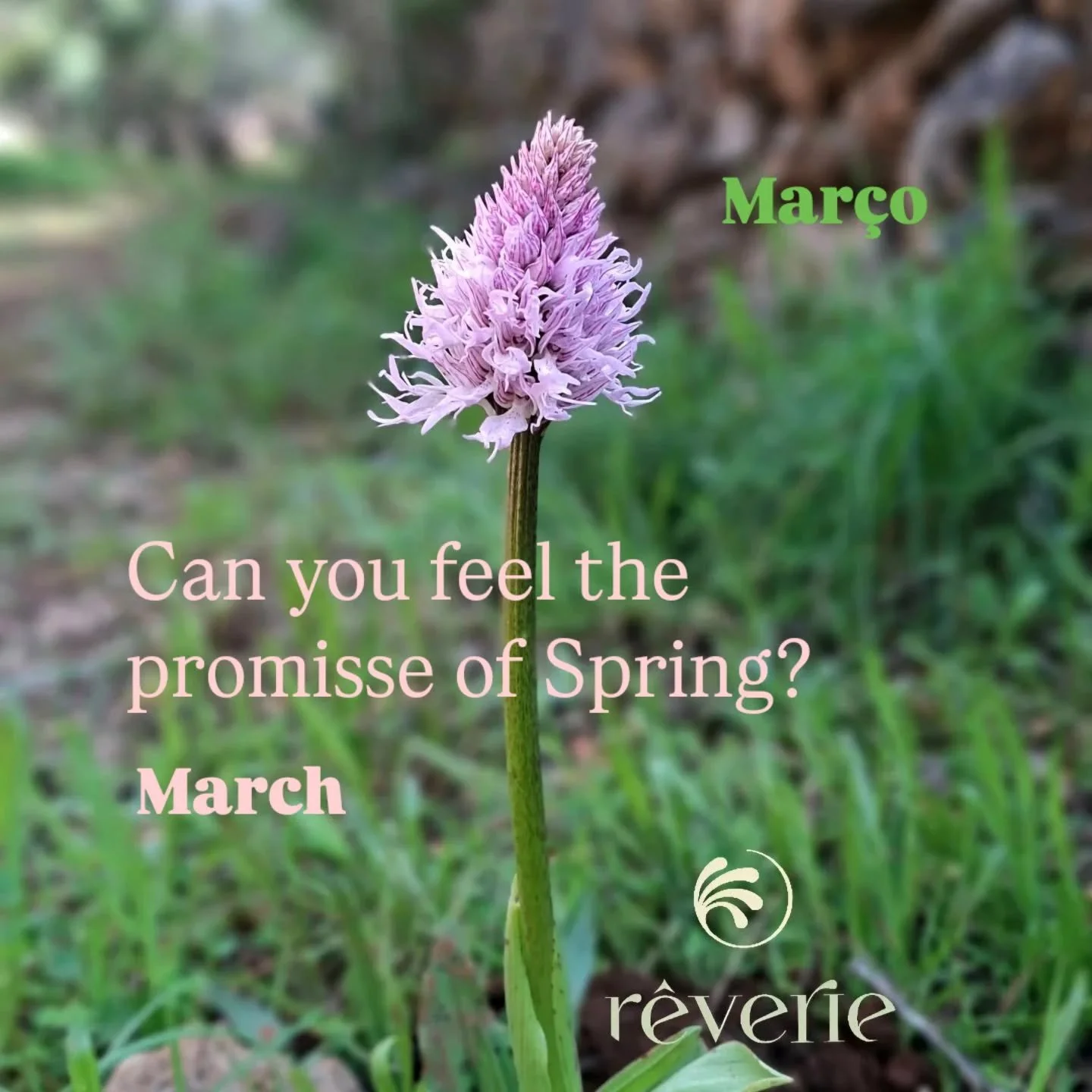 A Natureza inicia o seu 'renascimento', as flores selvagens surgem de novo para pincelar os campos ✨️ A escurid&atilde;o d&aacute; lugar &agrave; luz, &agrave;s cores, aos sons dos p&aacute;ssaros... consegue-se sentir a promessa da Primavera 🌸

A R