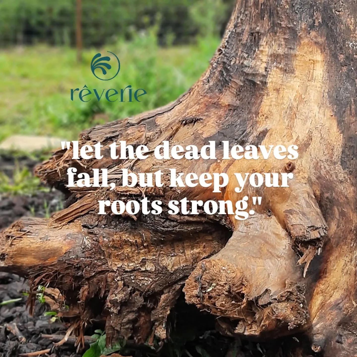 Uma mensagem de resili&ecirc;ncia emocional 🪾 "Deixa as folhas mortas cair, mas mant&eacute;m as tuas ra&iacute;zes fortes." 

As ra&iacute;zes fortes representam o teu n&uacute;cleo, os teus valores e a tua resili&ecirc;ncia emocional que