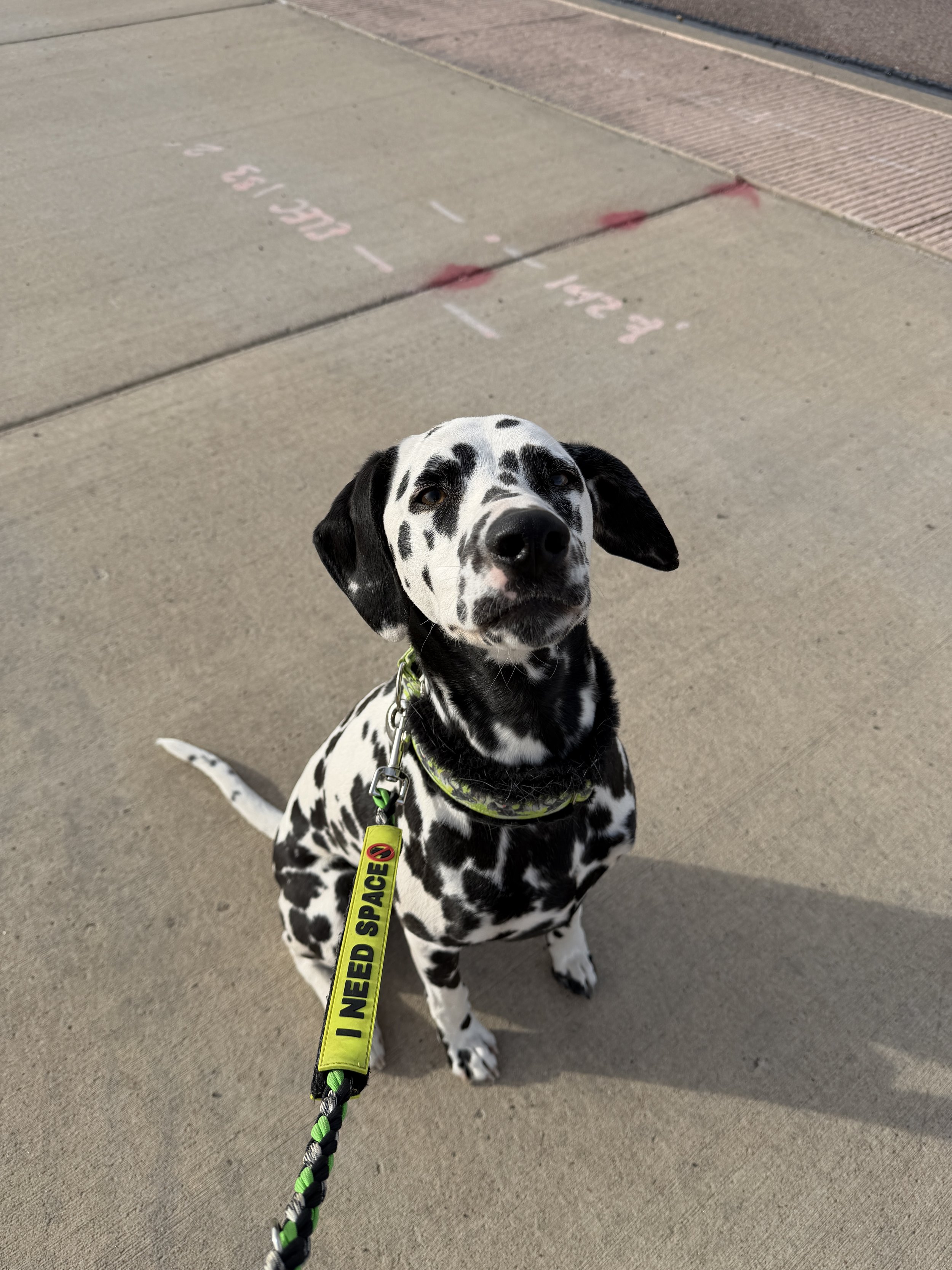 Professional Pet Sitters versus Hobby Sitters