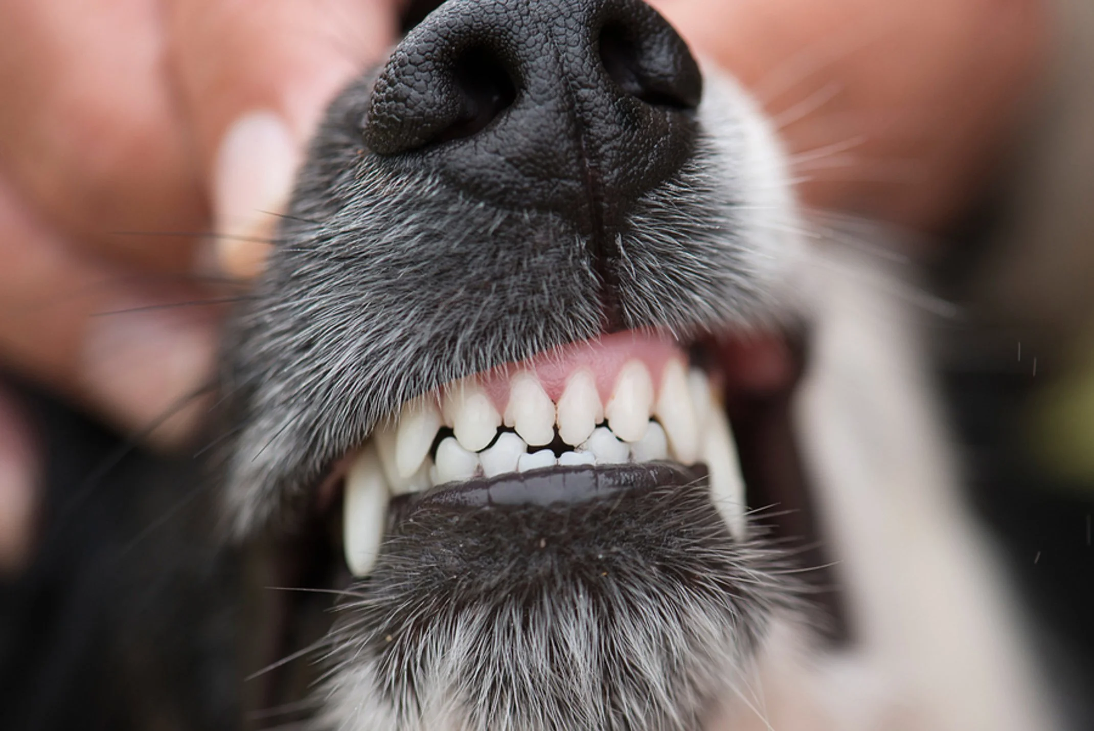 National Pet Dental Health Month
