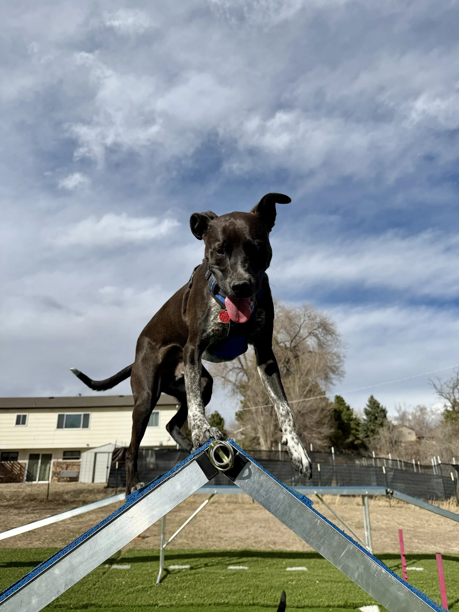 Toe Beans | Colorado Springs Pet Care
