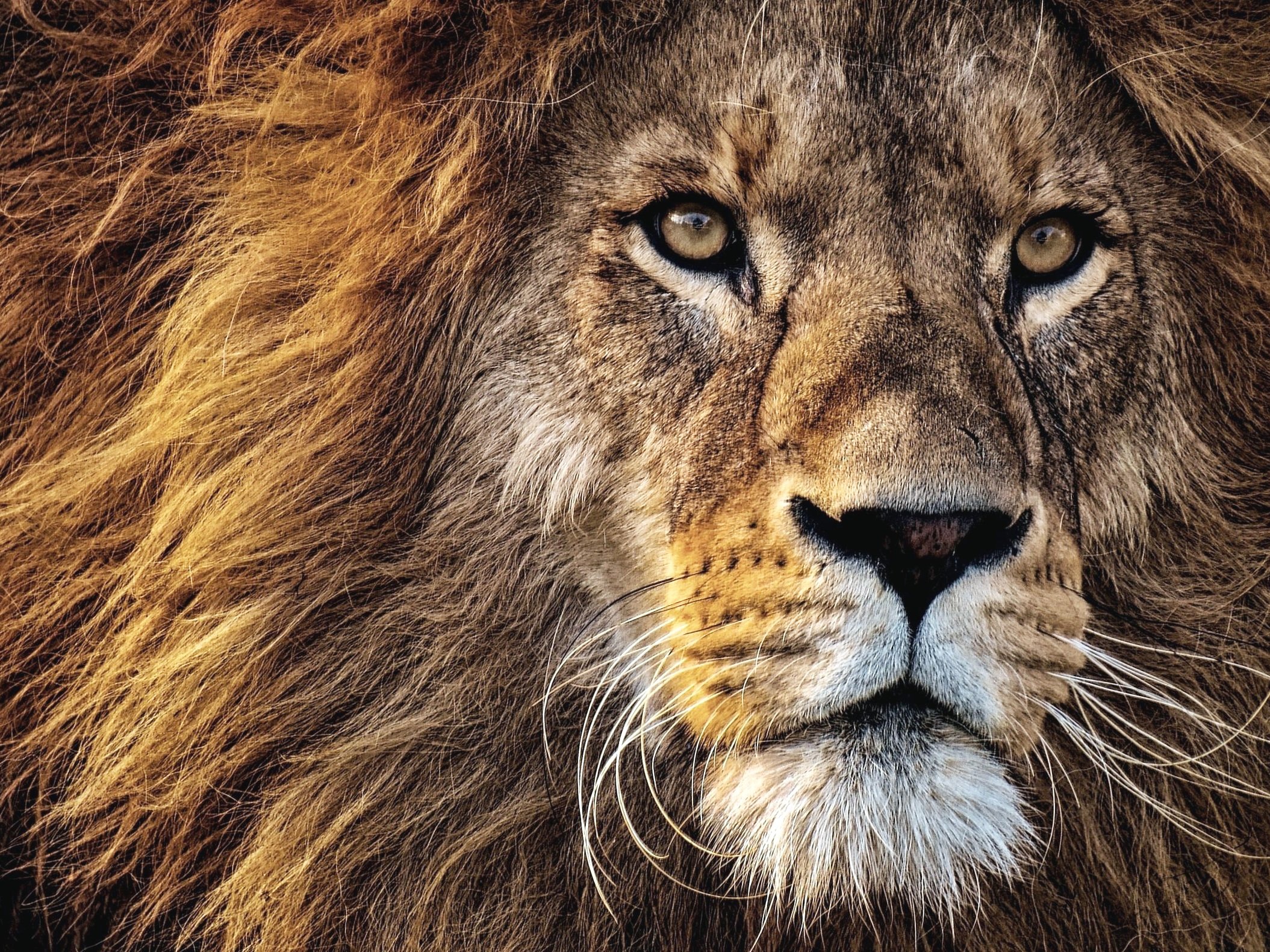 Leo has a heart of a lion.