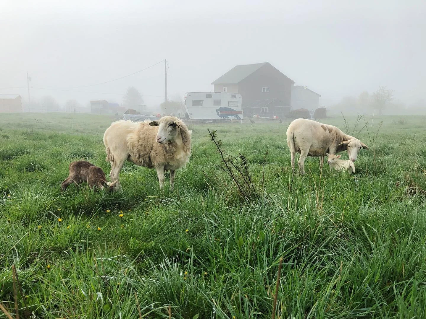 This lambing season we had 19 lambs born on the farm! Glad to have them all on the ground and enjoying the pasture. They sure are a joy to watch run around 🐑 #lambing #katahdinsheep #katahdinlambs #sheep #funonthefarm
