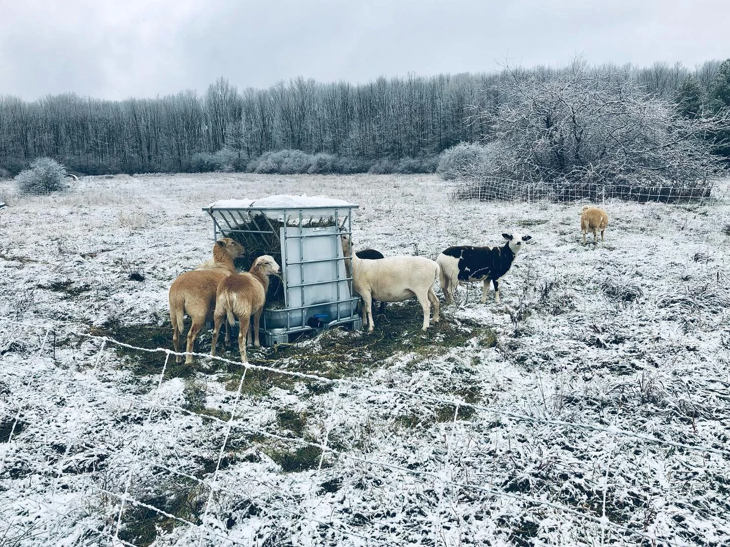 ❄️❄️ beautiful &amp; brisk #winterwonderland #katahdinsheep #sheep