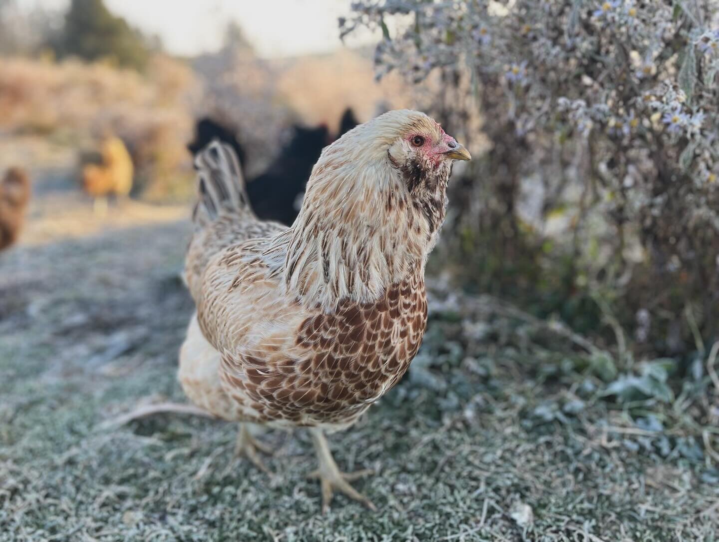 Brisk morning with the chickens ❄️🐓 (some are still molting and look a little wild) #backyardchickens