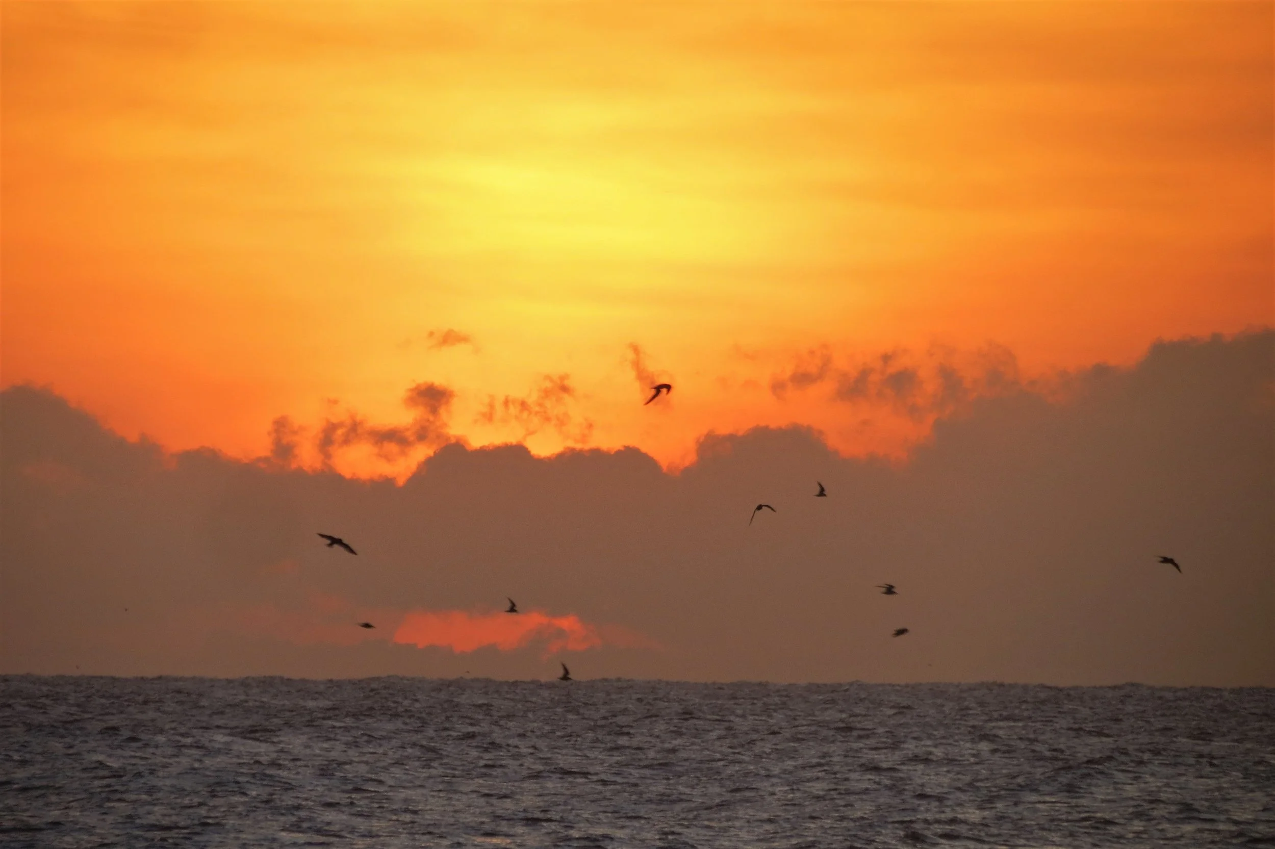 early bird catches the fish.JPG