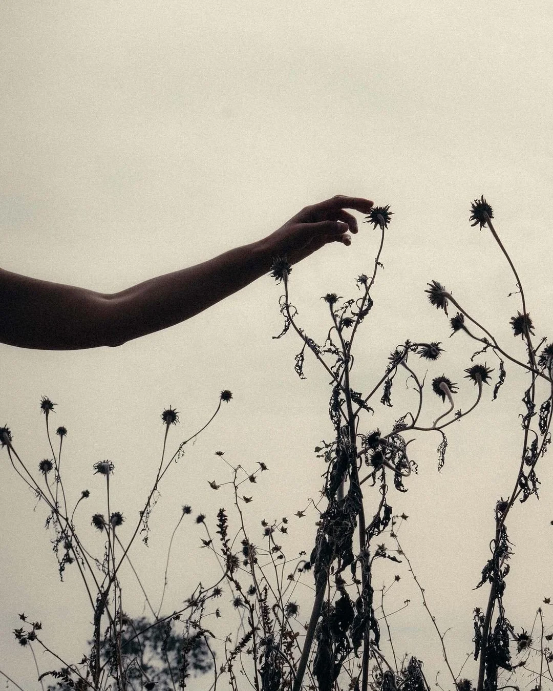 A person's hand with black painted nails holding a small branch among tree branches with dried leaves.
