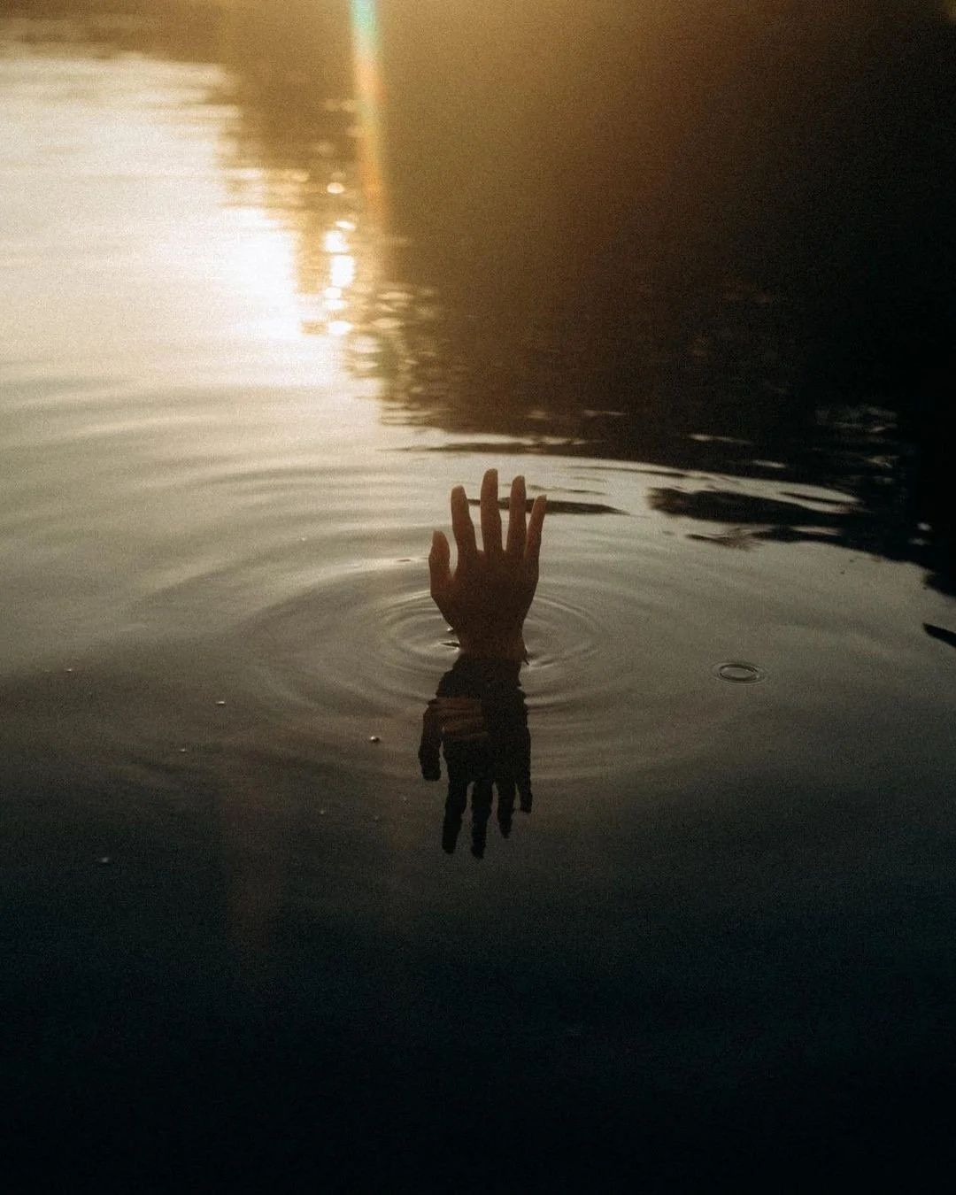 A tree branch with green leaves submerged in dark water.