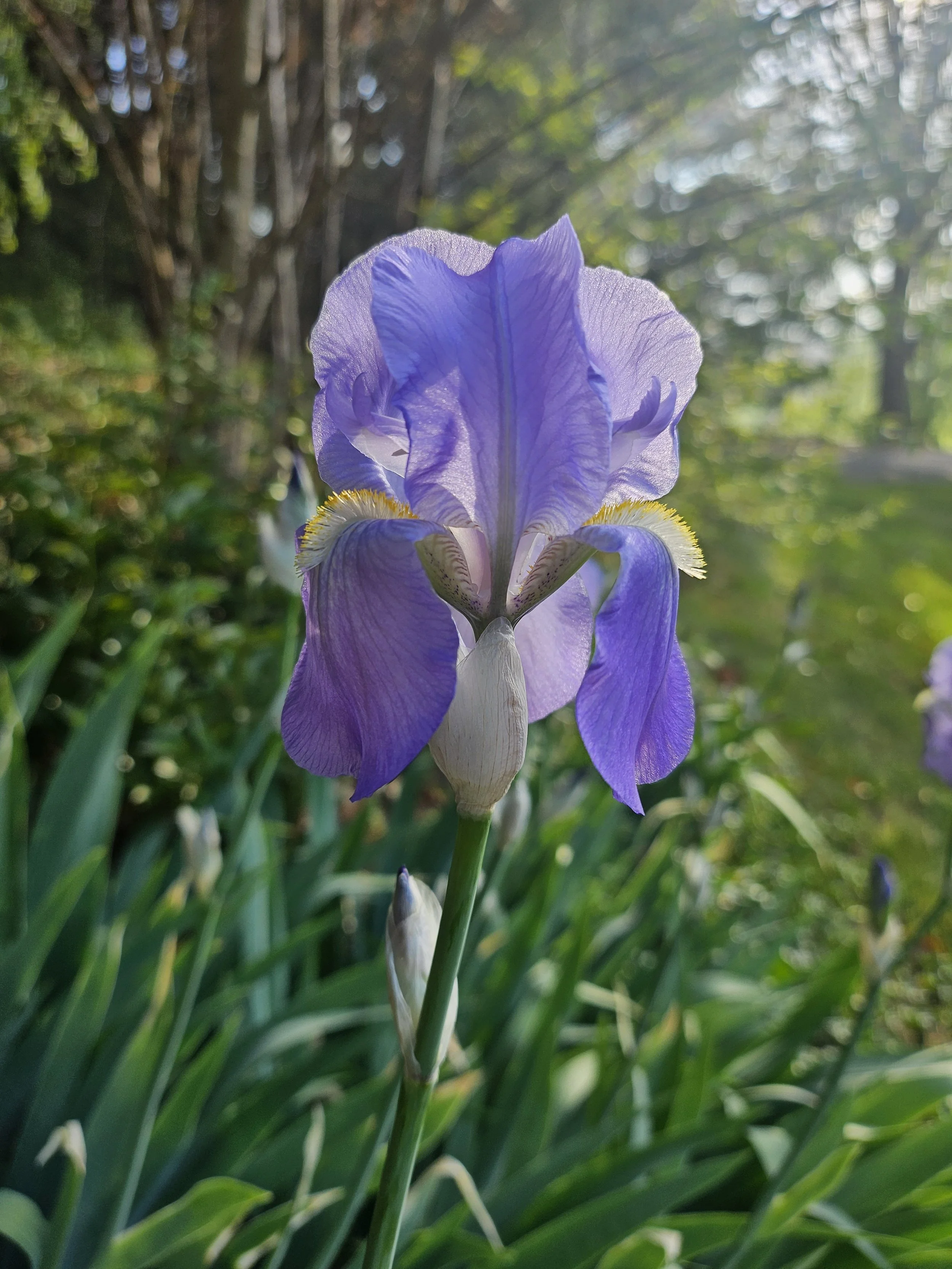 Spring Haiku