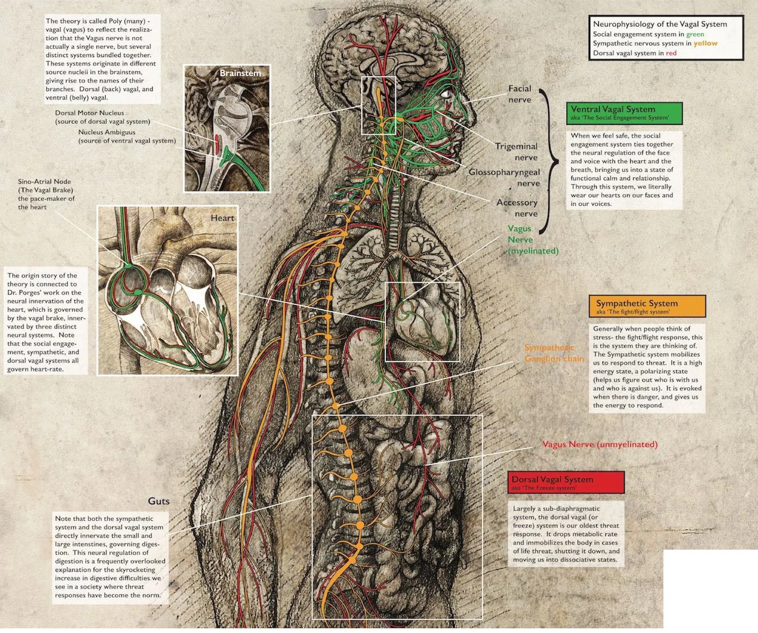 neuro-anatomy.jpg