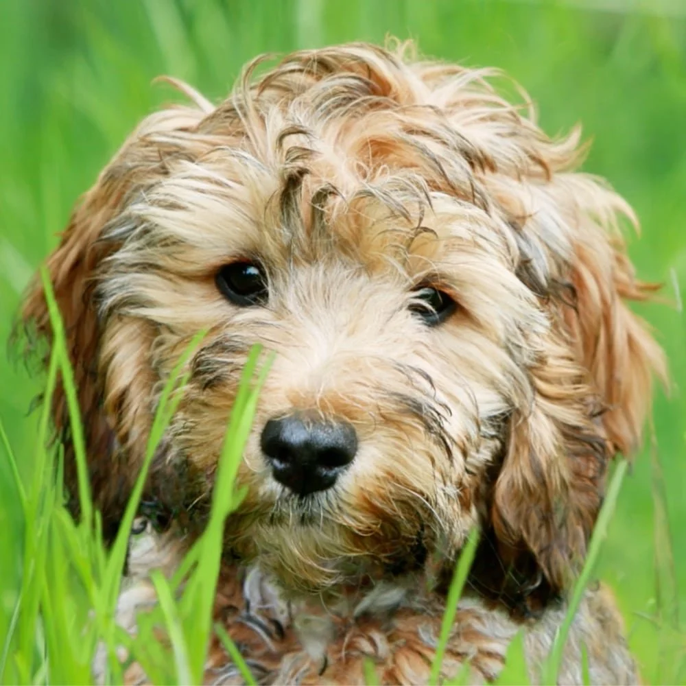 Puppy Separation Anxiety: Book Trailer