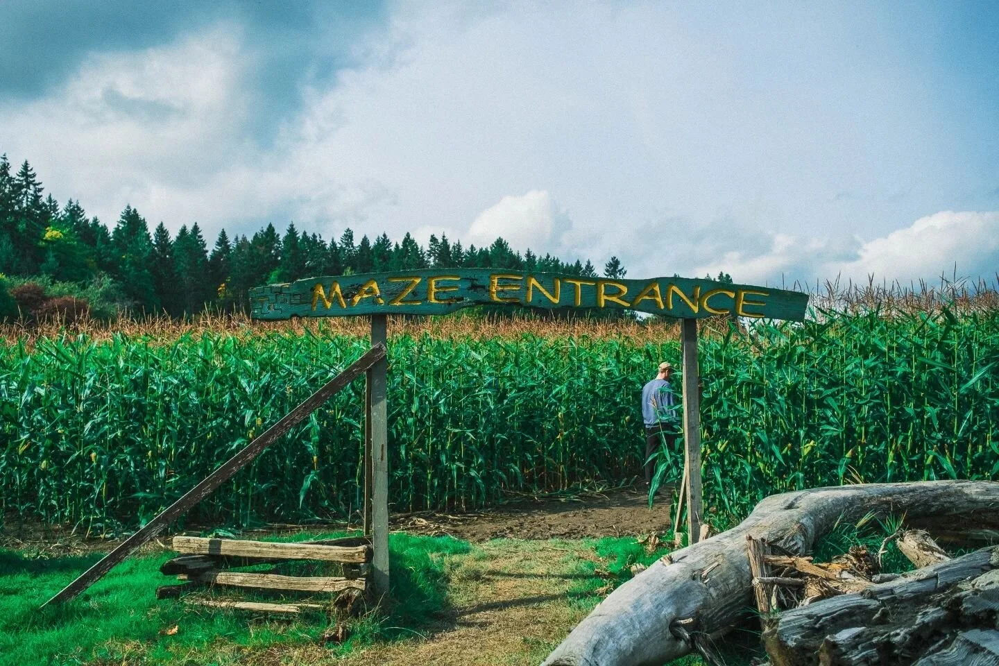 A little trip through Mcnab's corn maze Oct 2021.

#canada #britishcolumbia #vancouver #vancouverisland #fujifilm #fujixseries #fujifilm_xseries #fuji #cornmaze  #farm