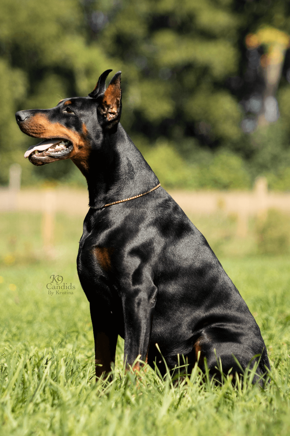 Black Hill Dobermans Dog Breeders North America