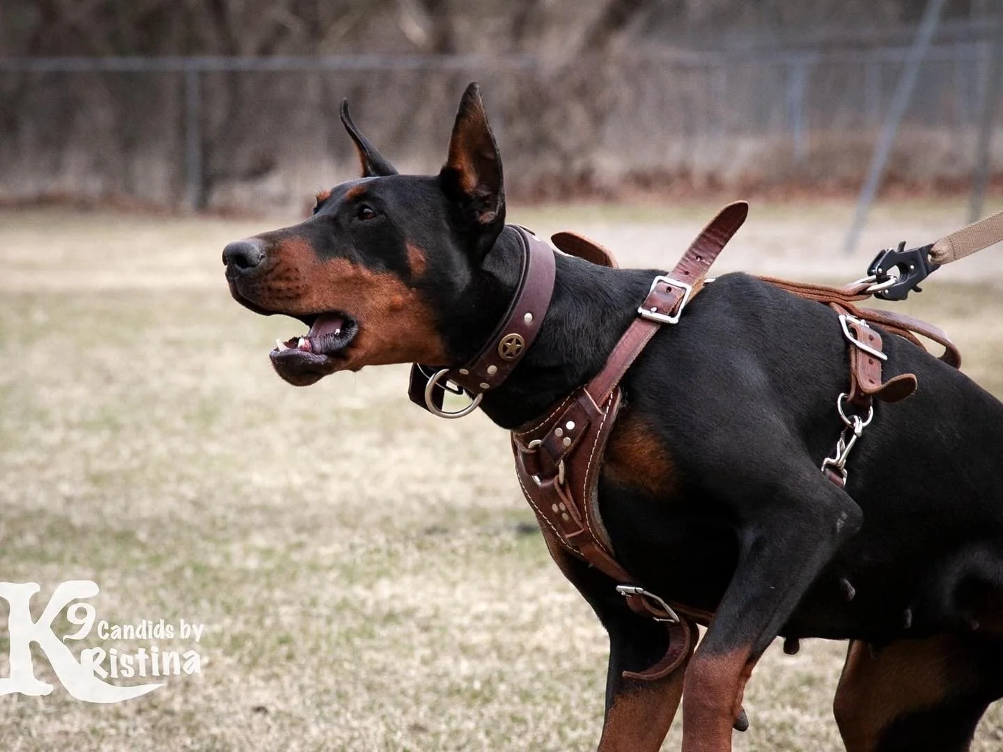 Black-hill-doberman-breeders—Vada-Profile-0.JPG