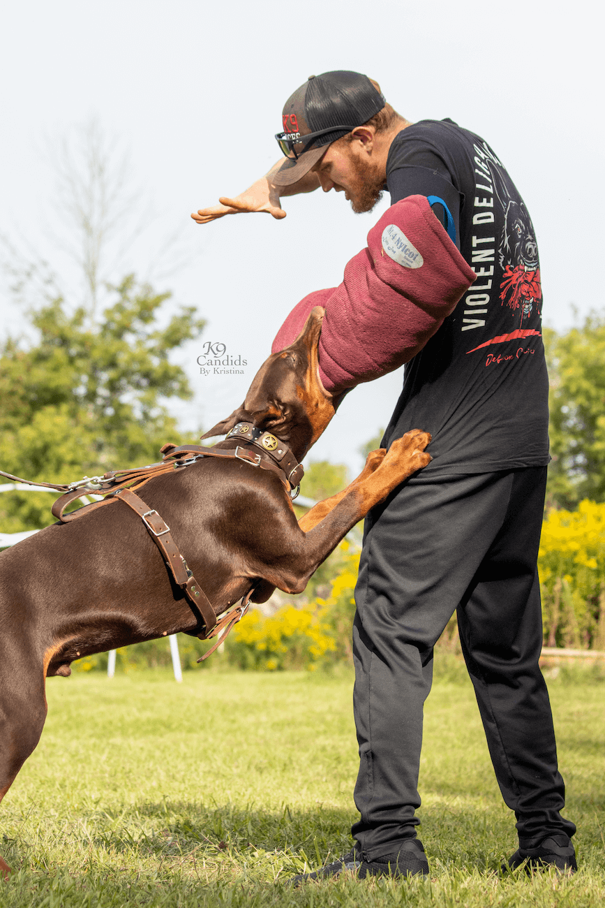 Black Hill Dobermans Dog Breeders North America