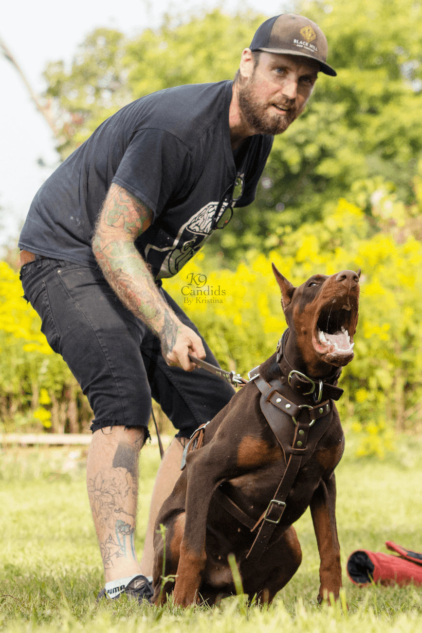 Black Hill Dobermans Dog Breeders North America