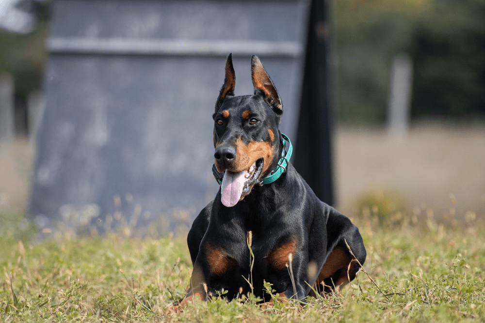 Dog Breed Profiles — Black Hill Dobermans