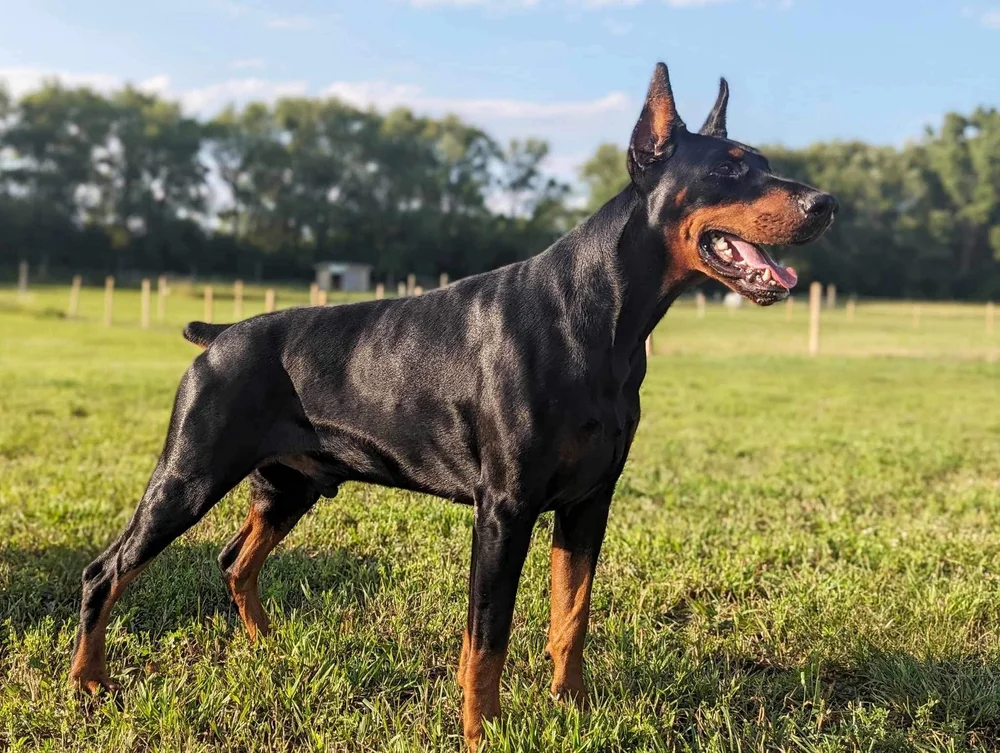 Black Hill Dobermans Dog Breeders North America