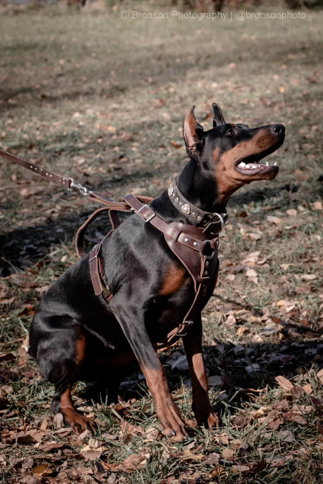 Black Hill Dobermans Dog Breeders North America