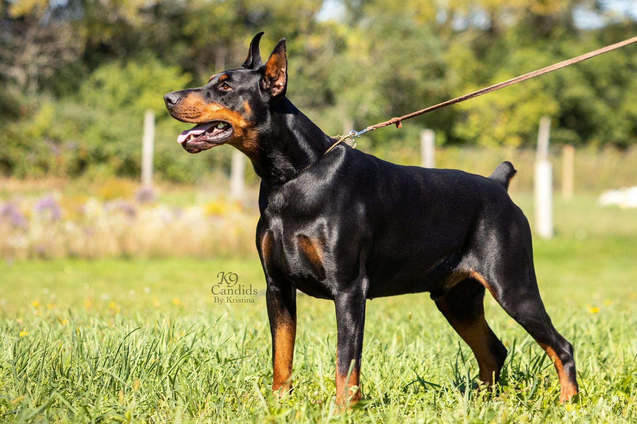 Black Hill Dobermans Dog Breeders North America