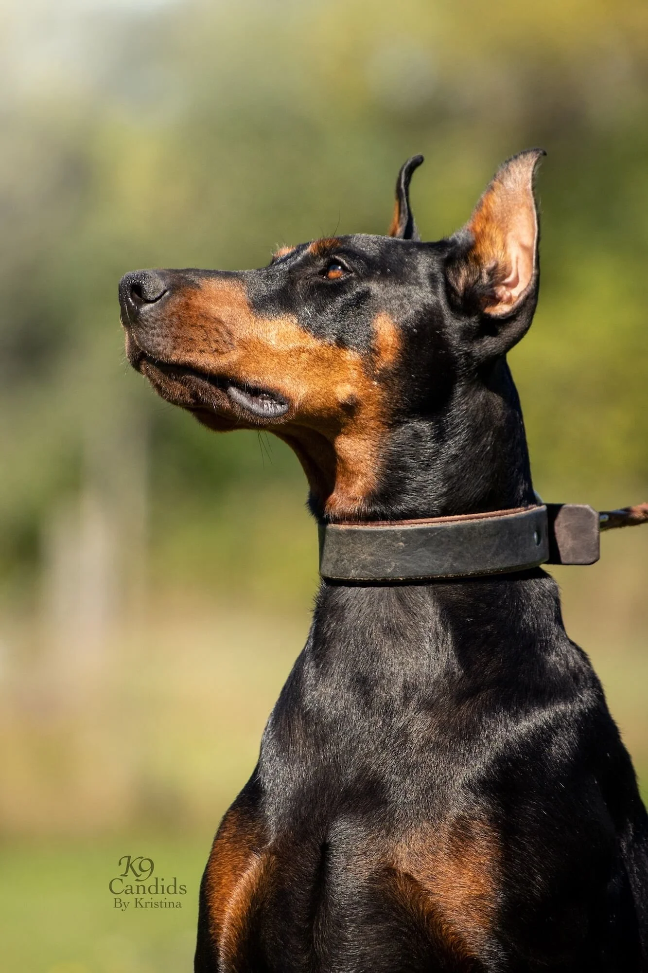 Black Hill Dobermans Dog Breeders North America