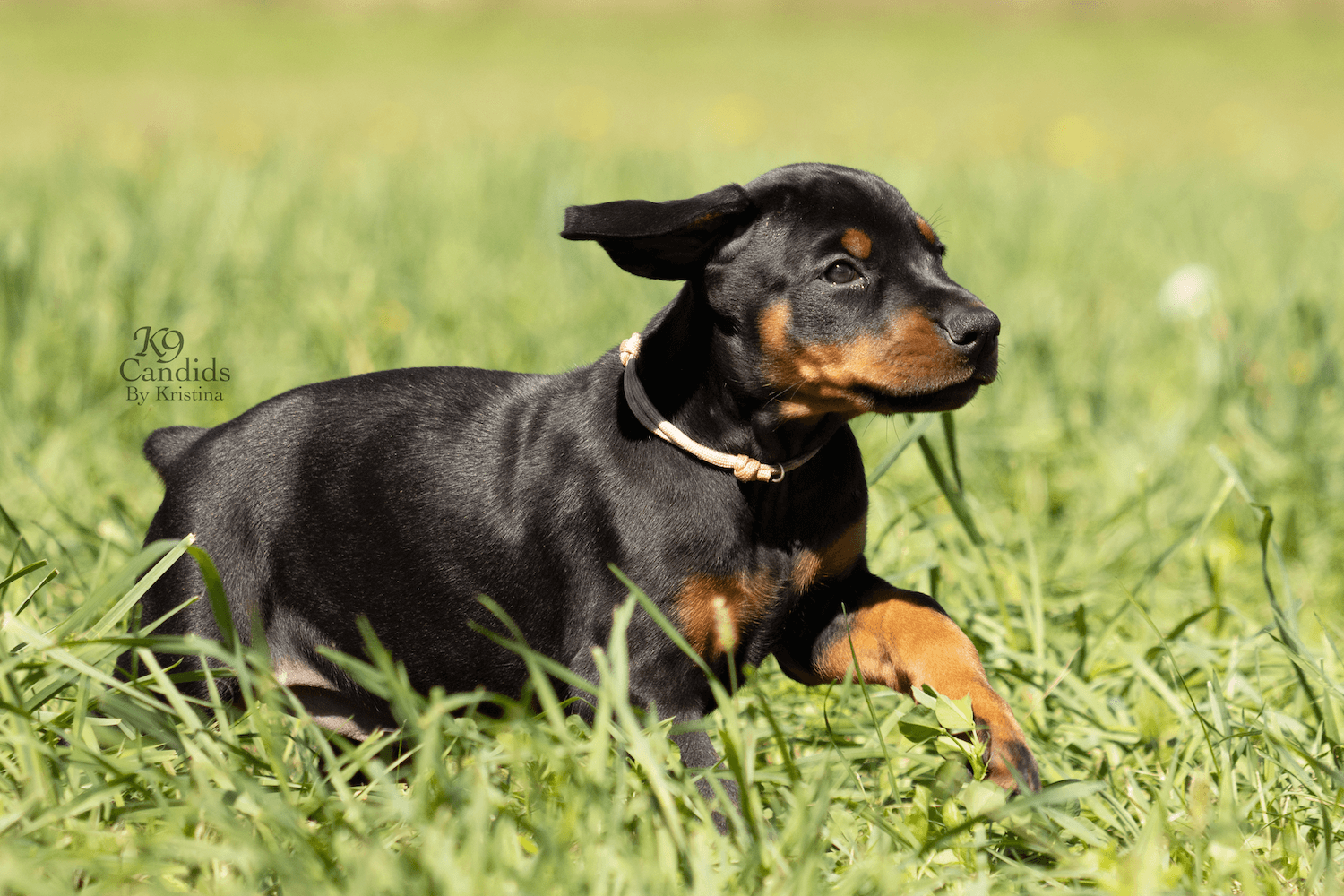 Hvad er der galt Fødested symmetri Black Hill Dobermans | Dog Breeders North America