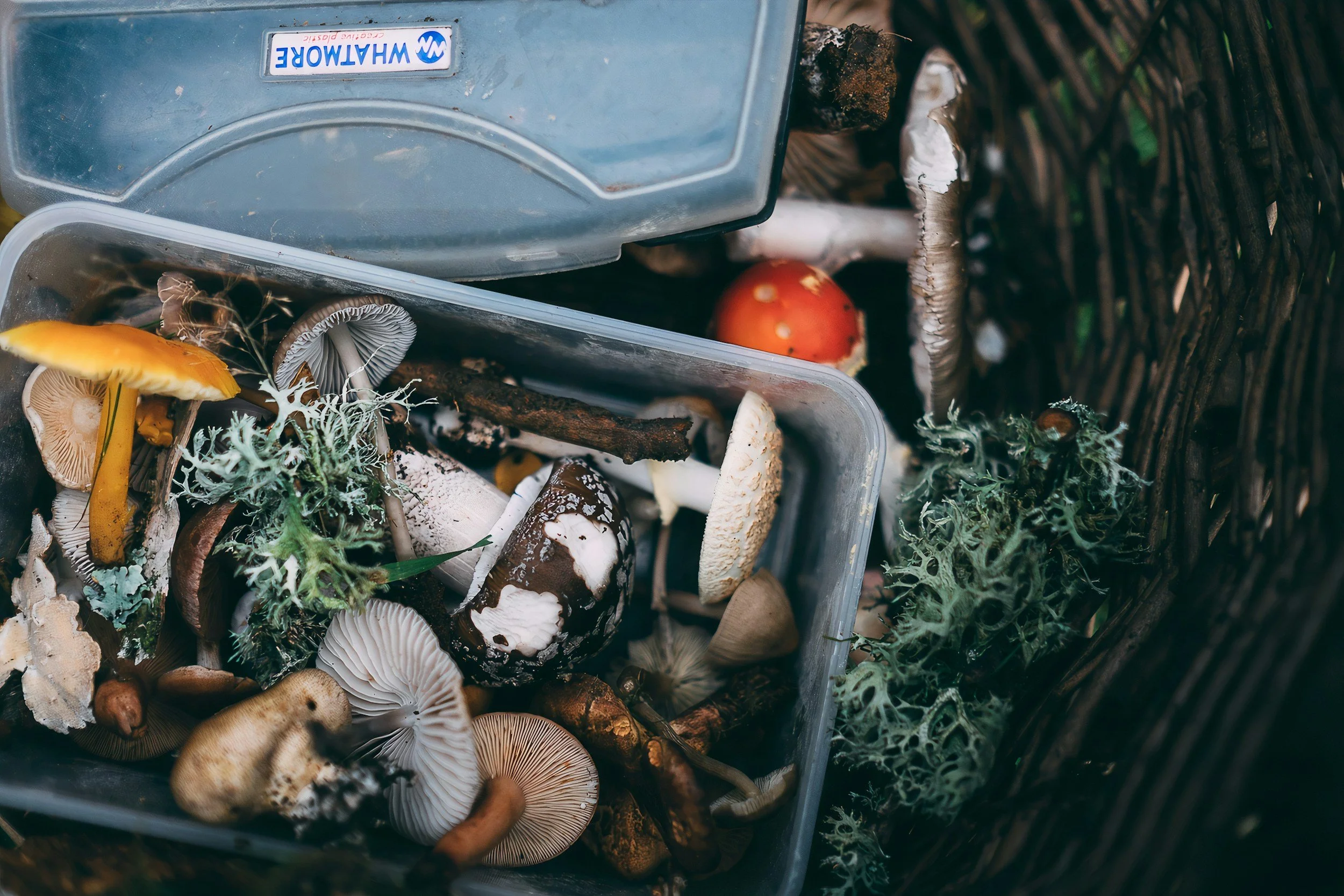 The Foraged Kitchen: Appalachian Wild Cooking — taught by Gavin Baker