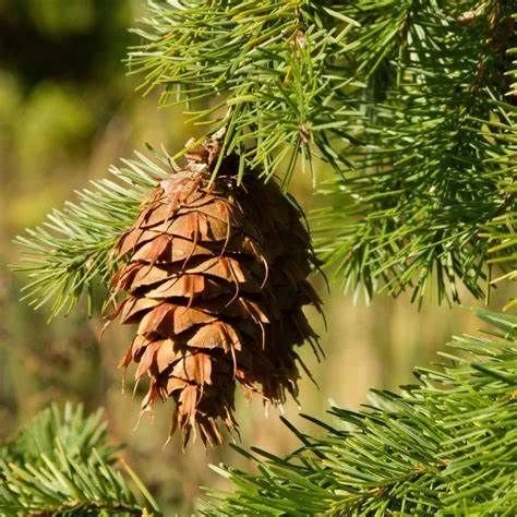 Douglas Fir