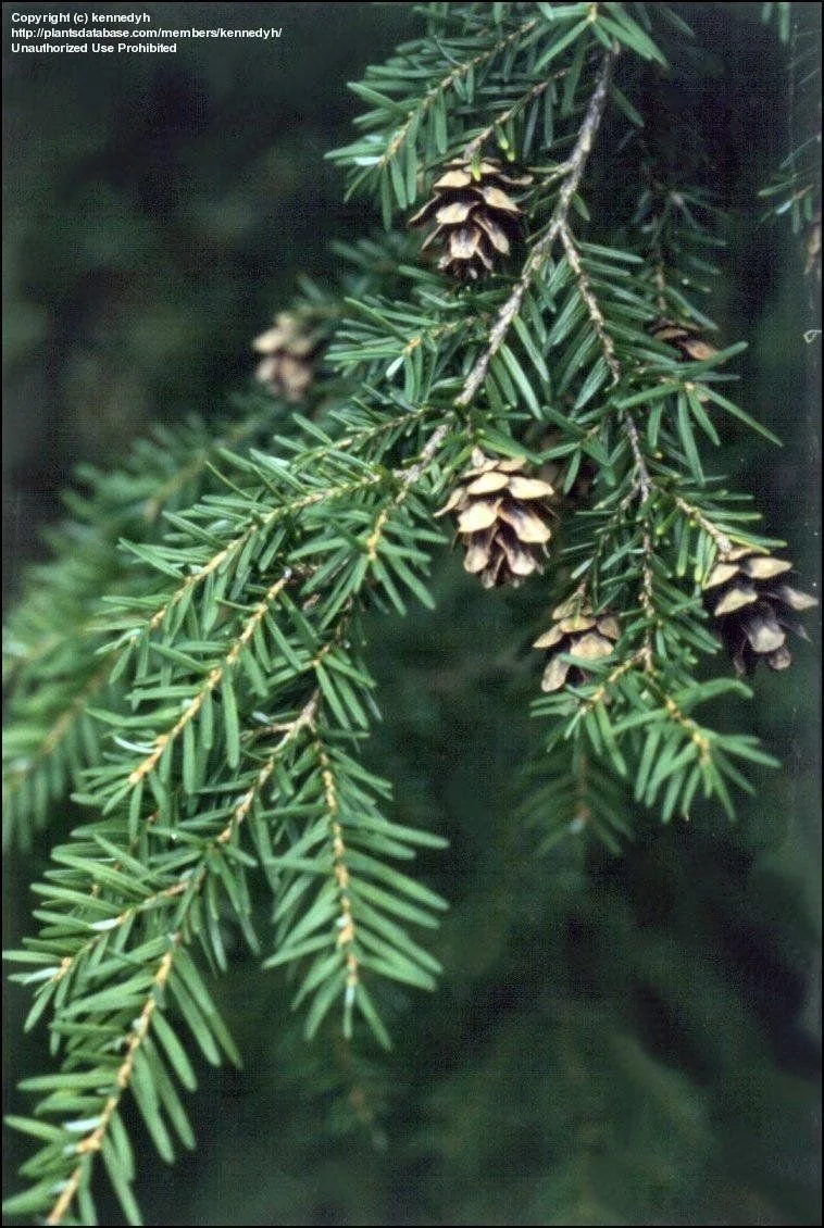 Western Hemlock