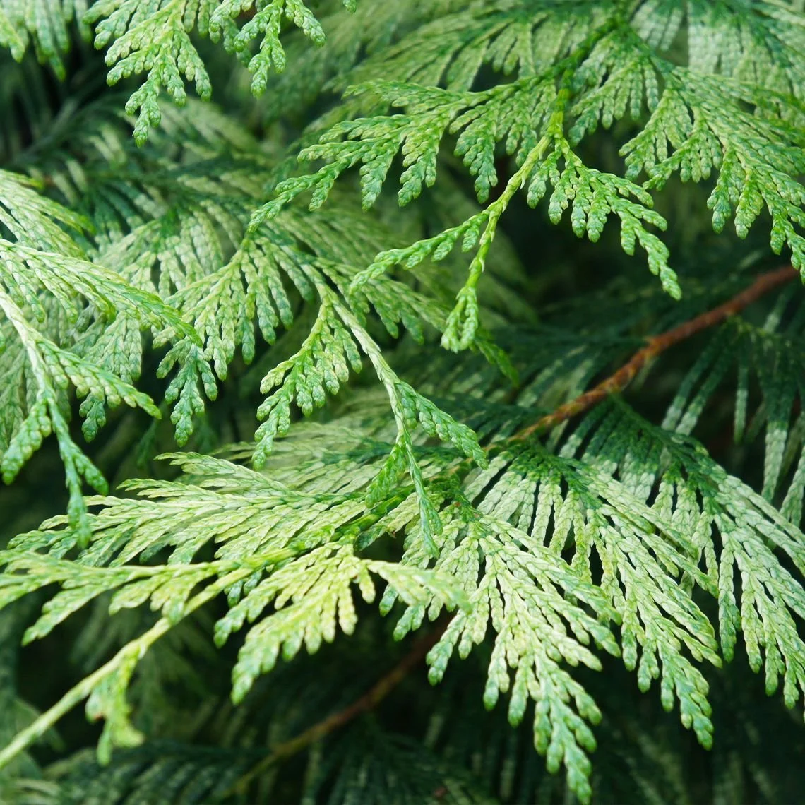 Western Red Cedar