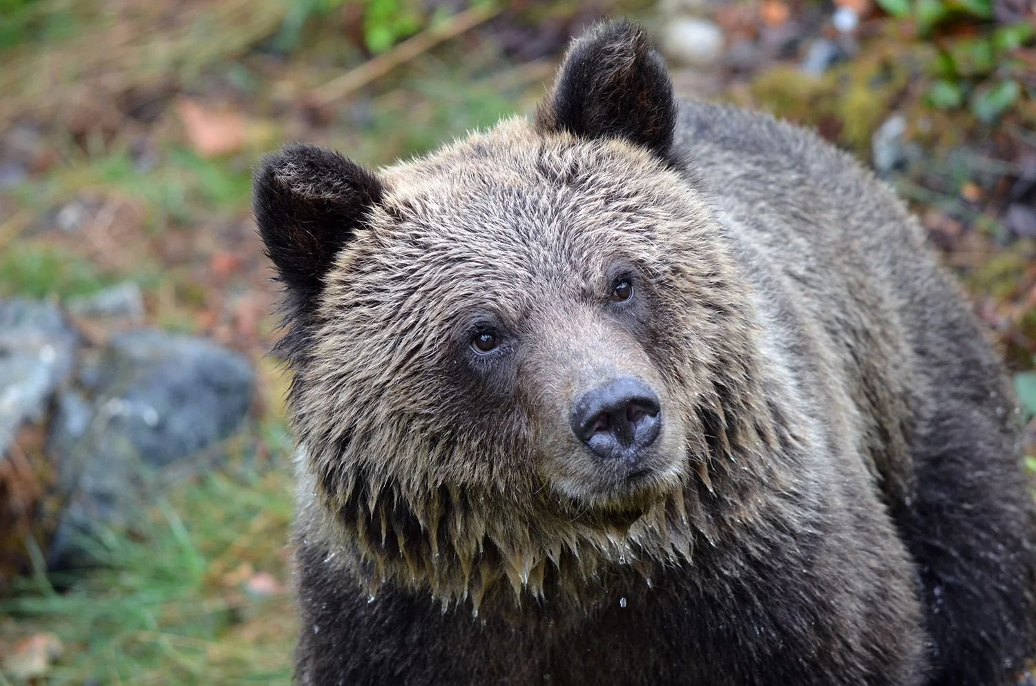 Grizzly Bear