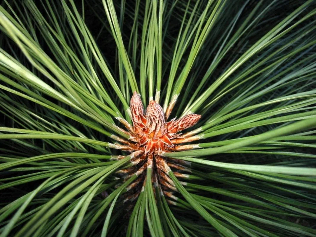 Yellow (Ponderosa) Pine