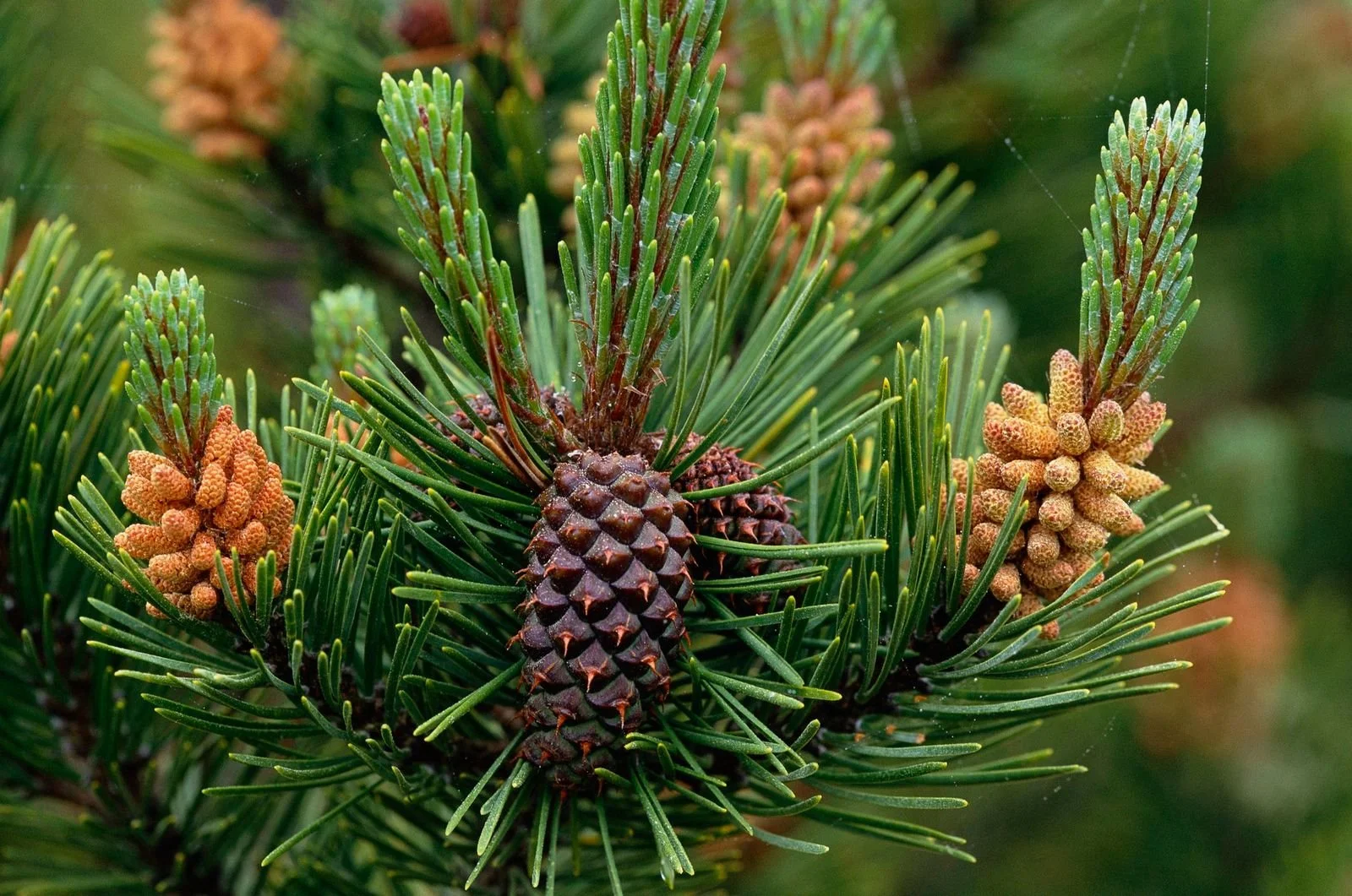 Lodgepole Pine