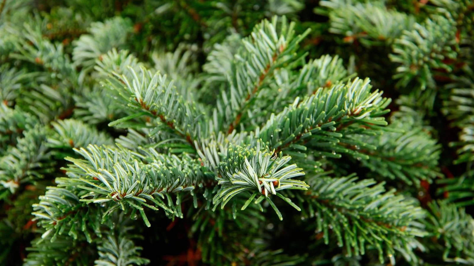 Amabilis (Balsam) Fir