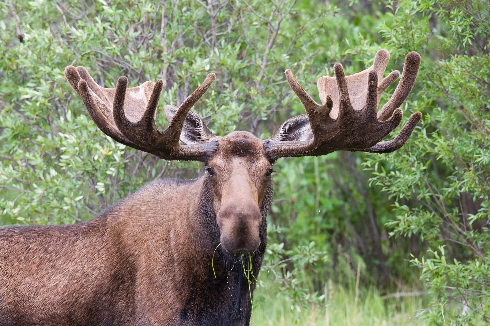 Moose