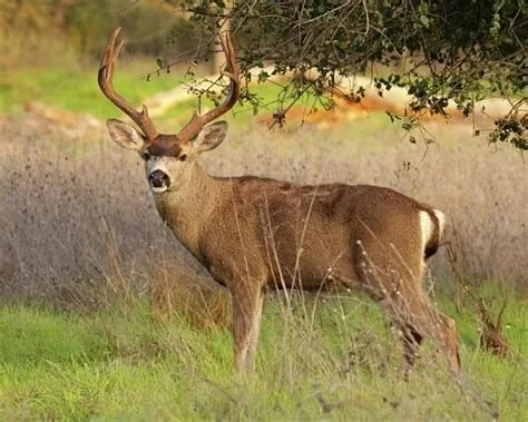 Black Tailed Deer